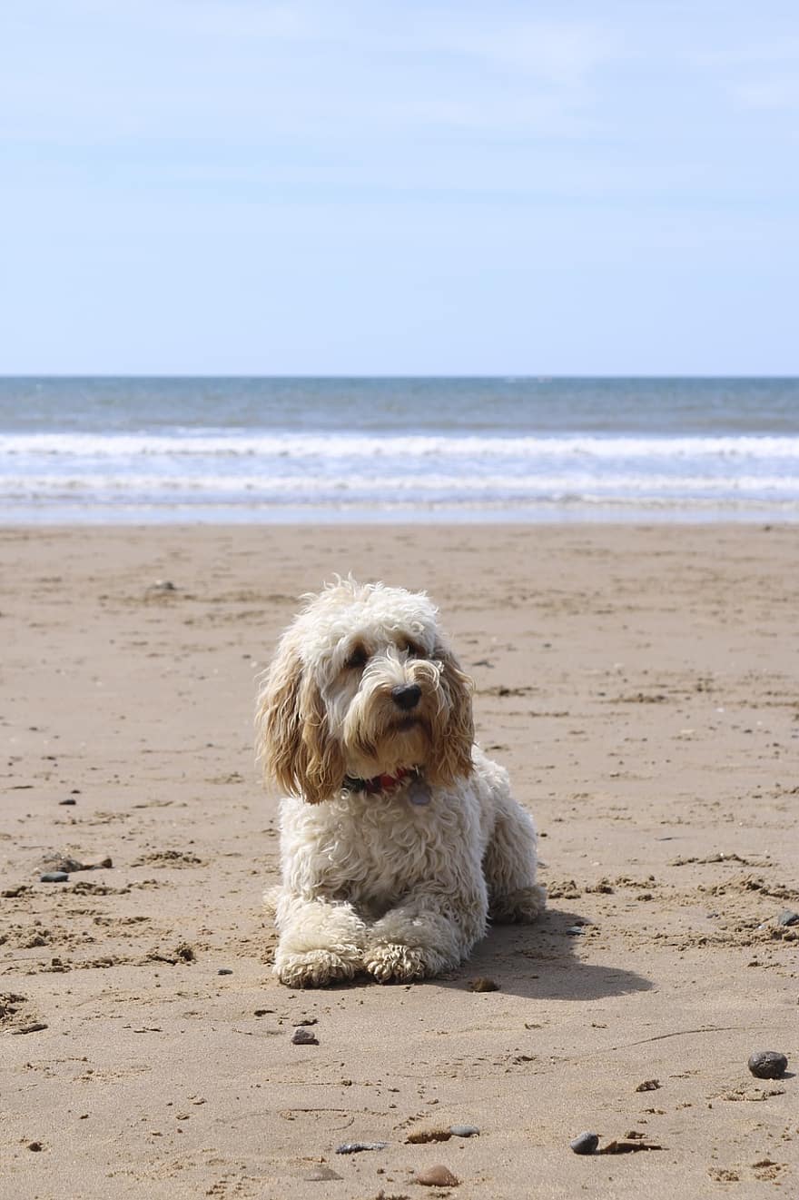 beach-dog-ball-cockapoo-puppy-summer-sand-pet-animal
