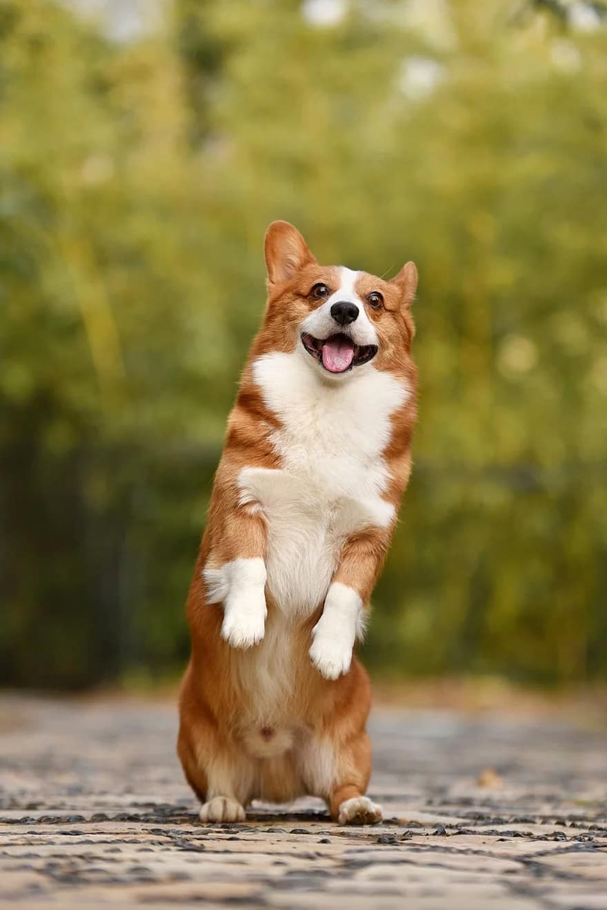 pet-corgi-puppy-funny-fun-standing-dog-cute-wallpaper