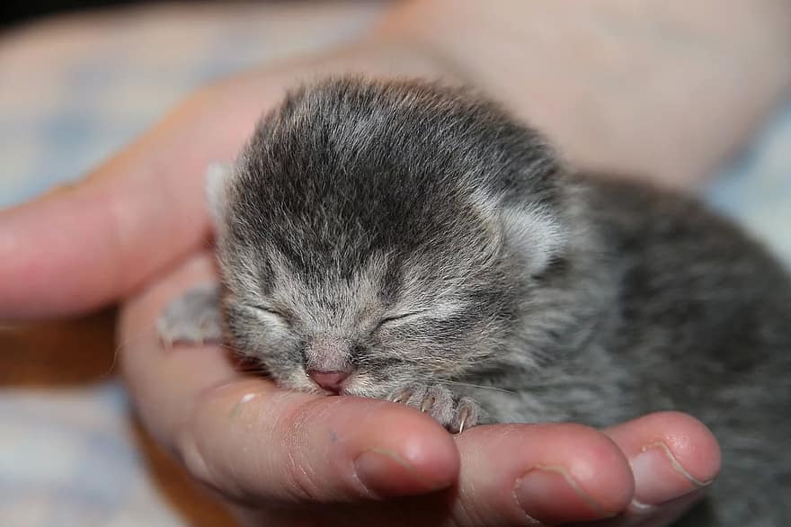 cat-baby-kitten-sleep-hand-cat-young-cat-domestic-cat-pet-baby-cat