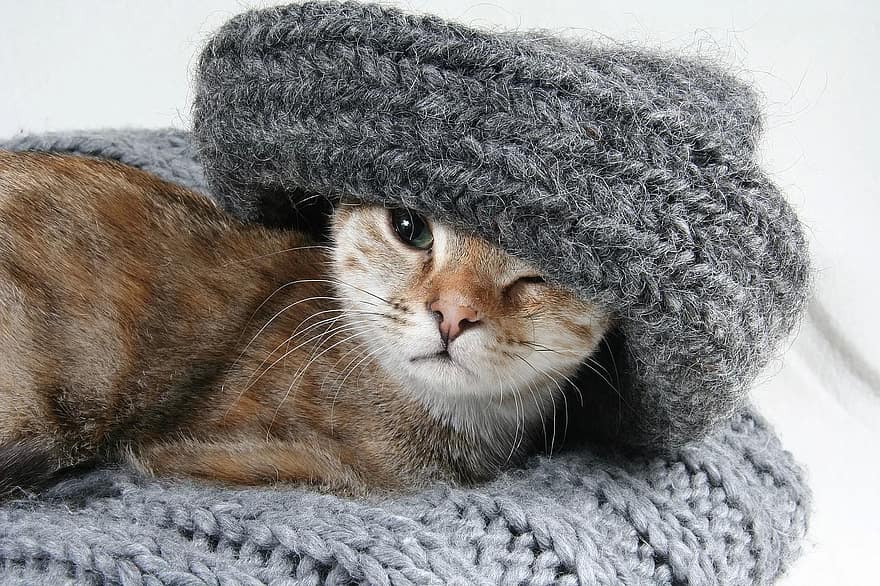 cat-lucky-cat-she-cat-kitten-three-coloured-mieze-colorful-pet-relaxed