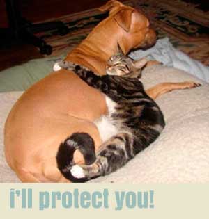 i'll protect you!