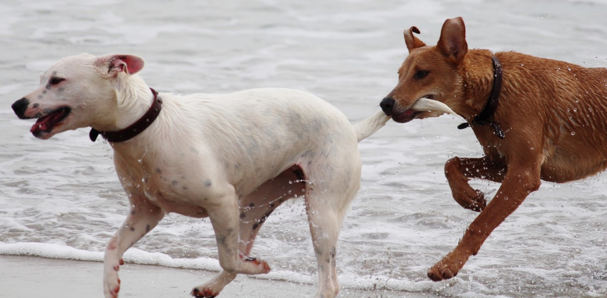 dog-beach-play