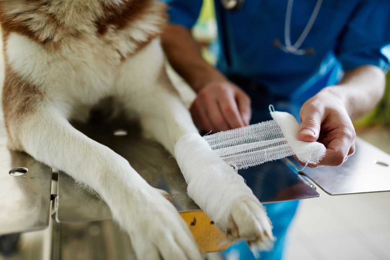 Human wrapping paw of injured dog with gauze bandage
