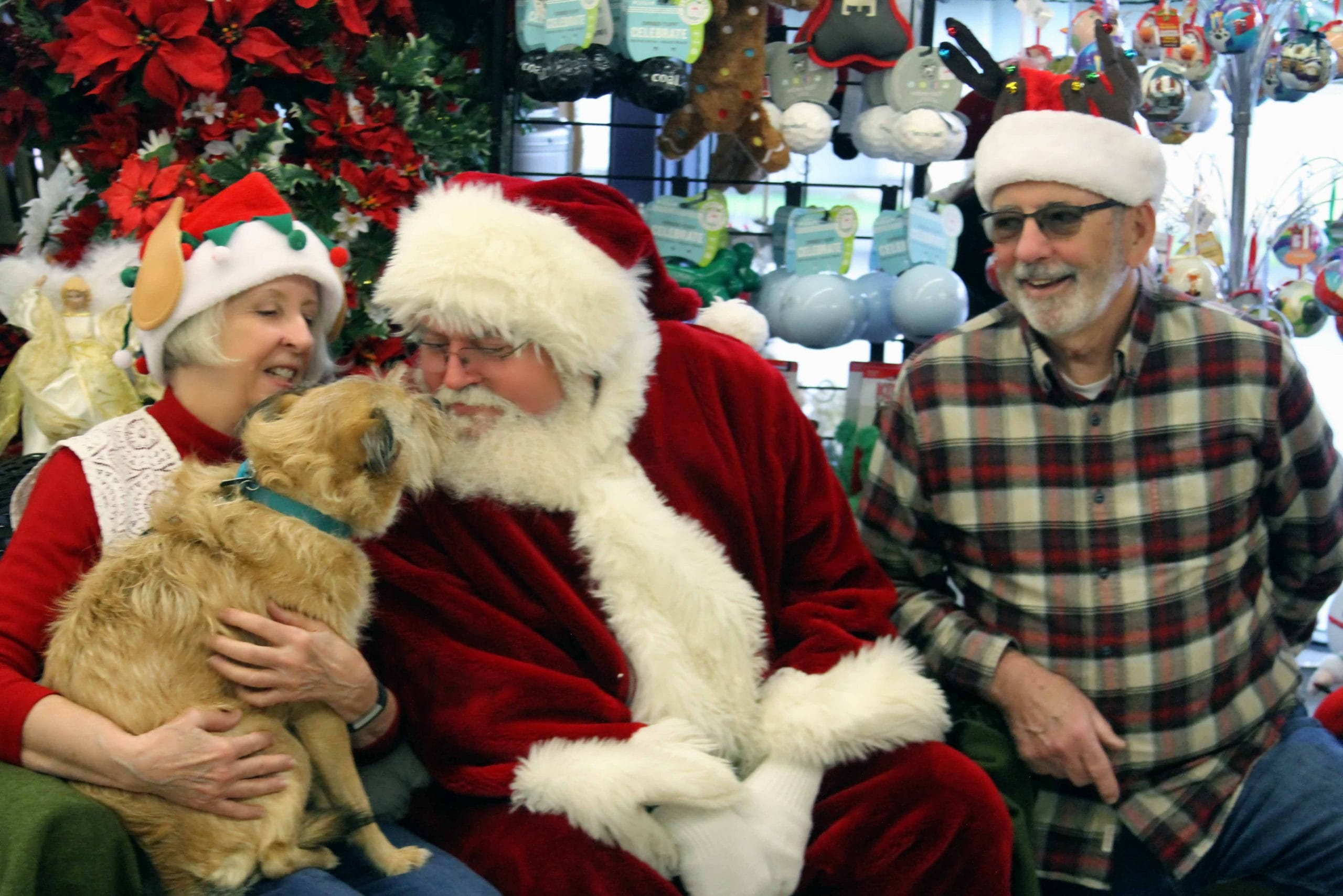 Honey the Lhasa Poodle Chihuahua Pittbull and Santa