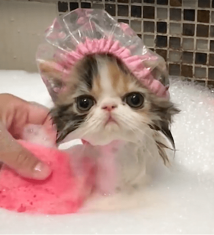 kitten shower