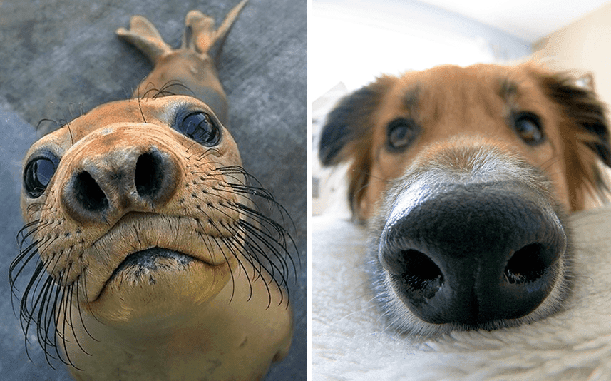 seal and dog