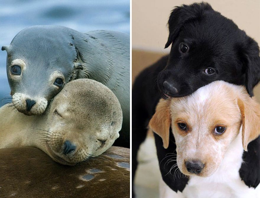 are seals like dogs