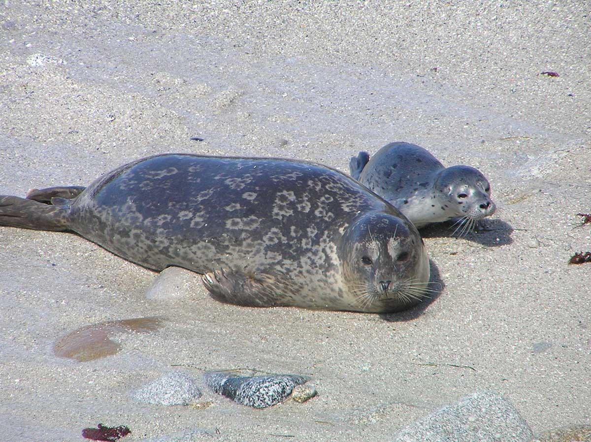 mother and seal pup