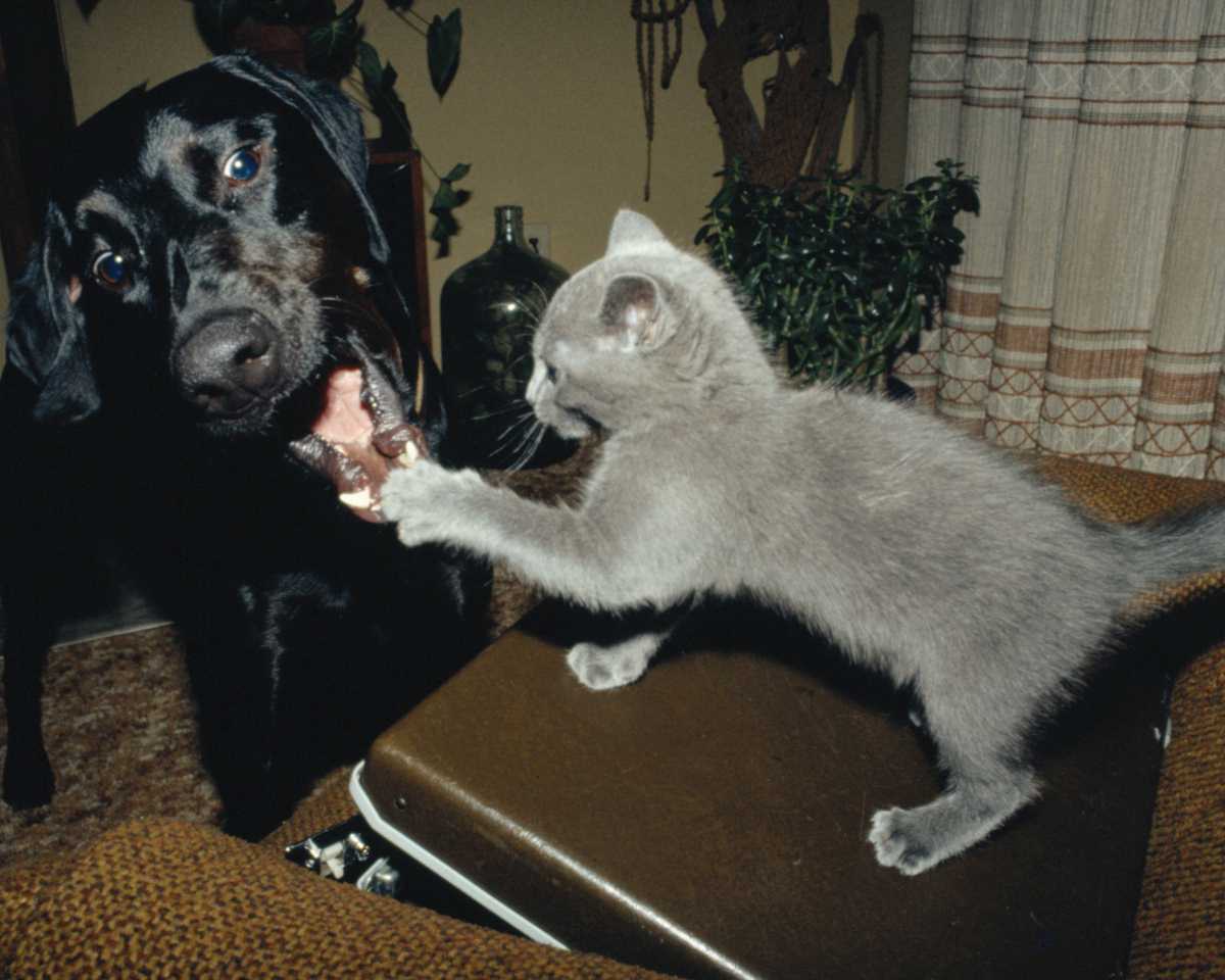 cat and dog play
