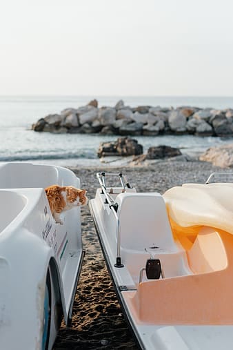 cat in a boat