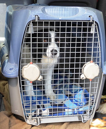 DOG IN transport