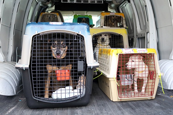 DOGs IN transport