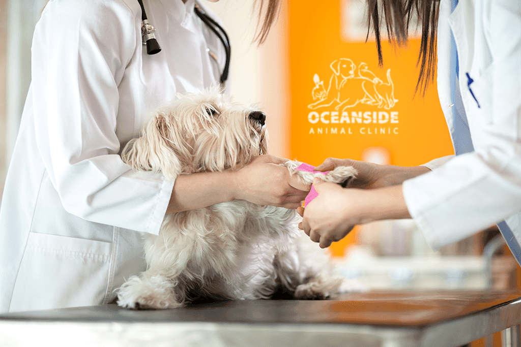 oceanside animal clinic