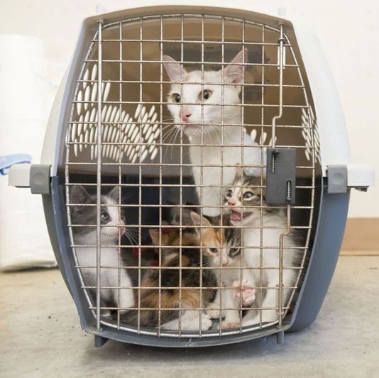 cat surrendered with kittens