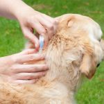 Dog sick due to parvovirus