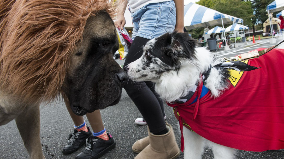 dogs meet in costume