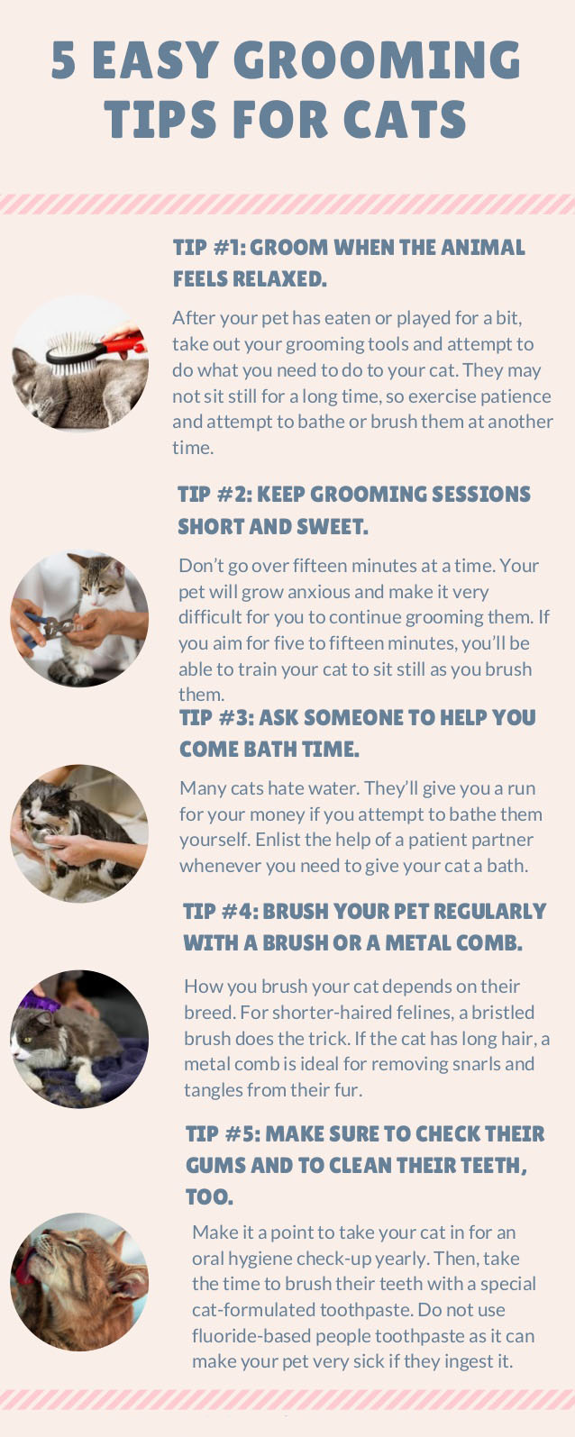 CAT grooming tips