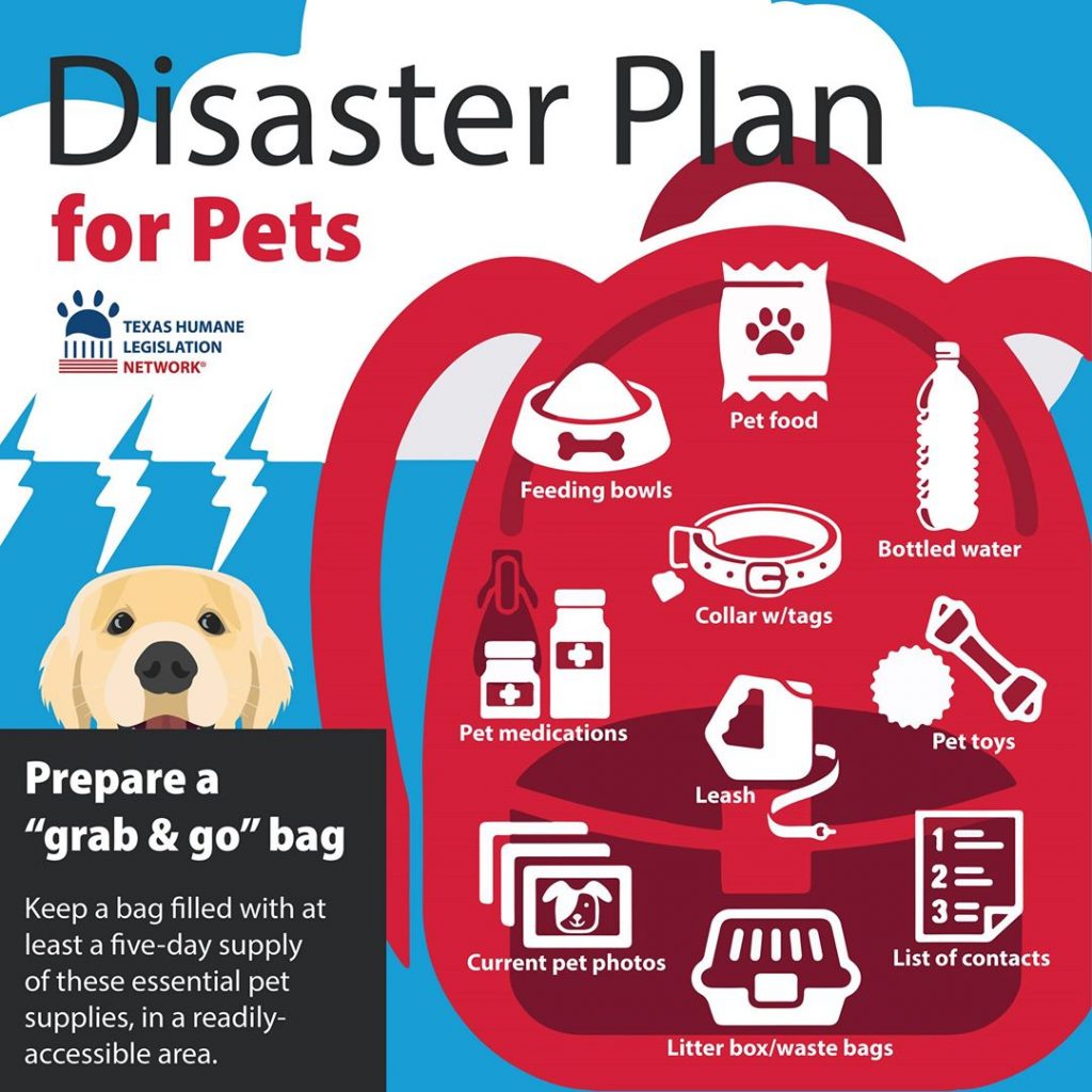 disaster kit for pets