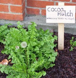 cocoa mulch