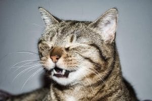 cat-animal-sneezing