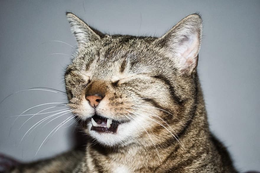 cat-animal-sneezing