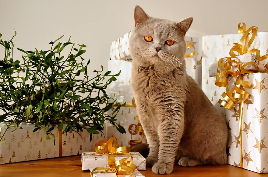 cat with gifts