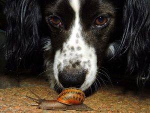 dog and snail