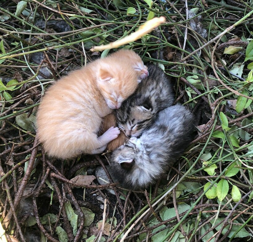 kittens born outside