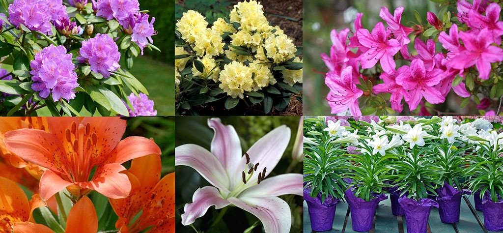 rhodedendron, azalea, lily