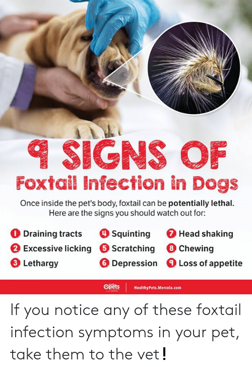signs-of-foxtail-infection-in-dogs-once-inside-the-pets