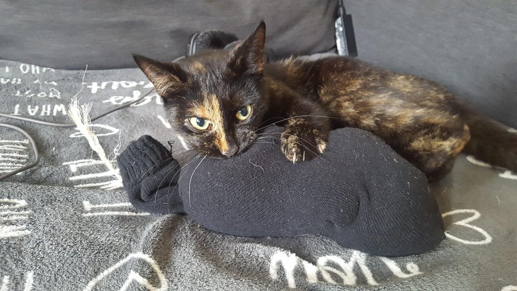 Rice Sock & Kitten