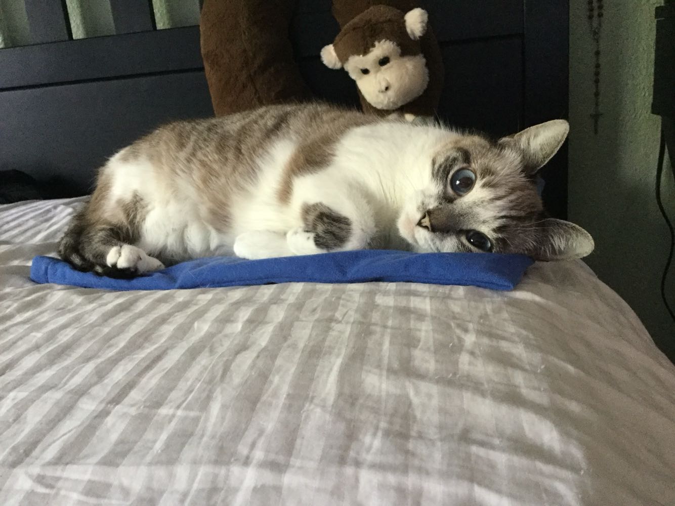 rice heating pad