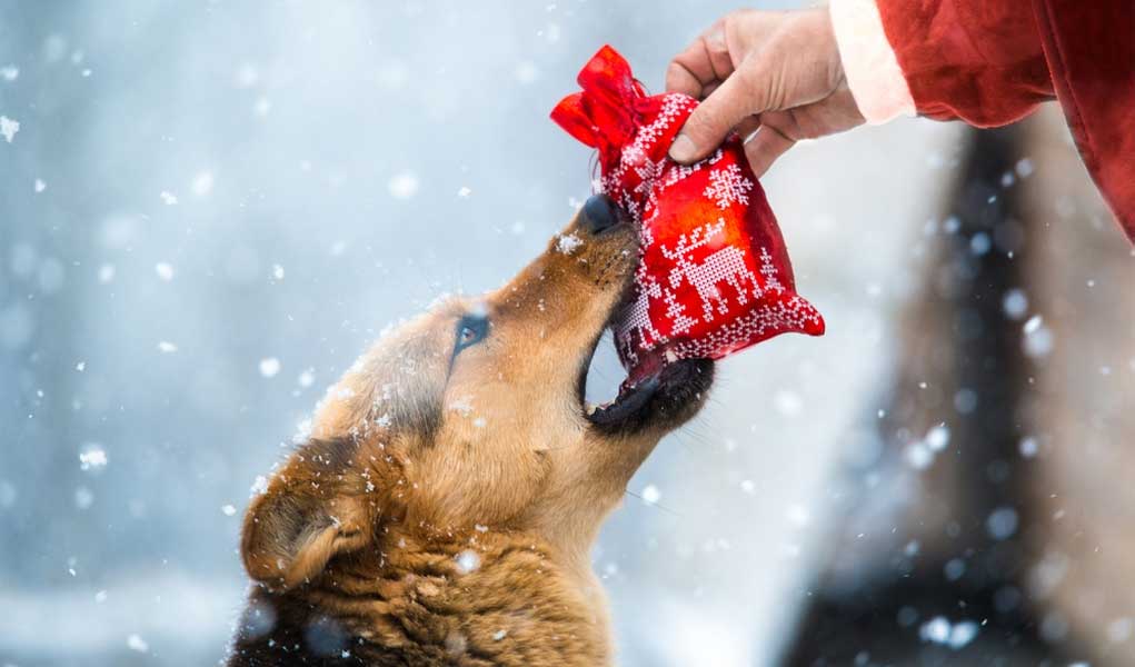 Dog-santa Christmas Mewtiny