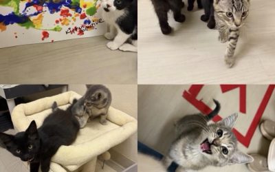 August: Pets of the Peninsula