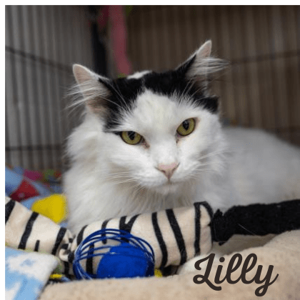 LillywithName