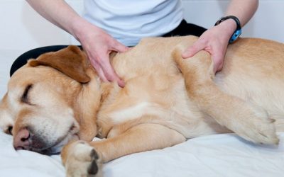 Dog Massage
