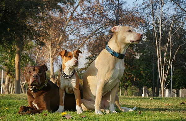 Pet of the Week