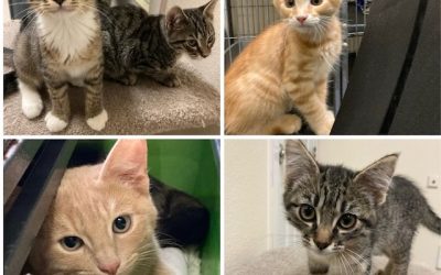 Wanted: Cat Cuddlers!