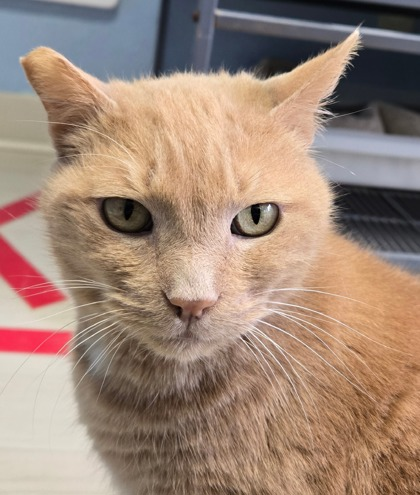 A golden-furred tabby with mossy green eyes. One of her ears is tipped. She seems calm, if slightly questioning the picture-taker.